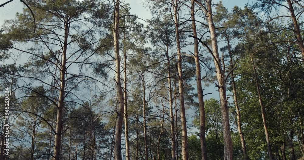 Move camera Bottom view of sun through tall trunk pine trees in green forest in nature. Move camera Bottom view of sun through tall trunk pine trees in green forest in nature.