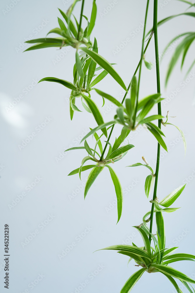 Spider plants babies, also known as Chlorophytum bichetii (Karrer) Backer, St. Bernard’s lily