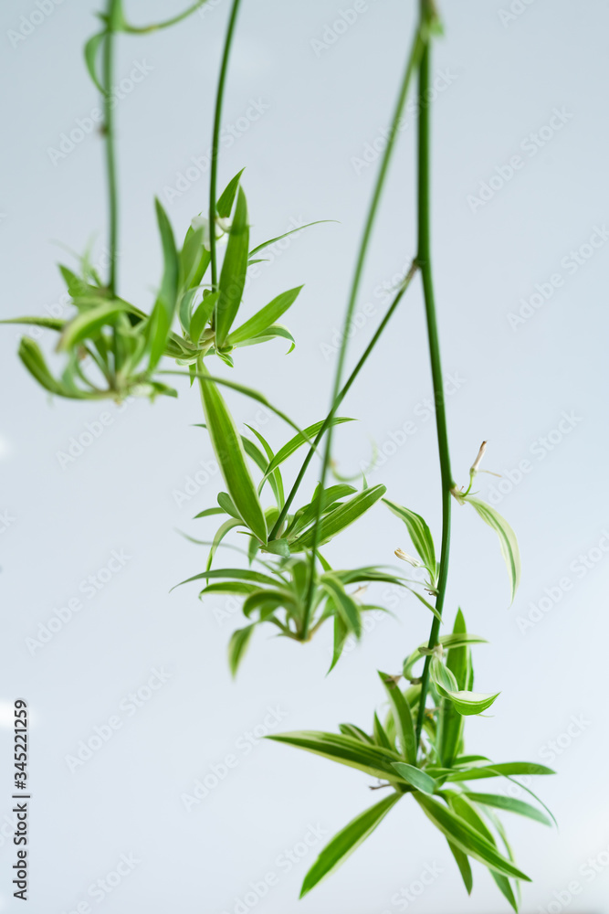Fototapeta premium Spider plants babies, also known as Chlorophytum bichetii (Karrer) Backer, St. Bernard’s lily
