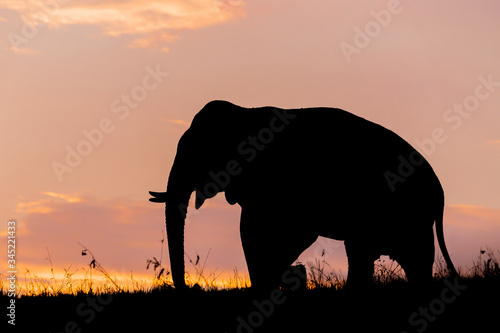 elephant in sunset