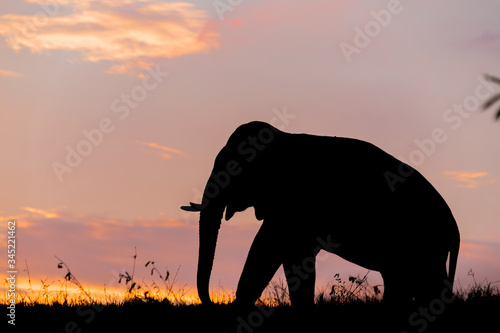 elephant at sunset
