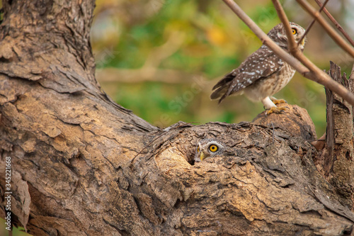 Owl House on the Tree