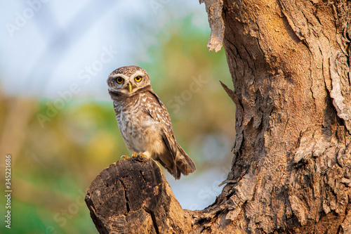 barn owl perched on branch