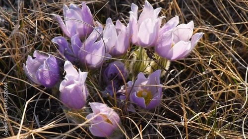 Signs of spring on the Prairies include purple wild crocus or pasque flower