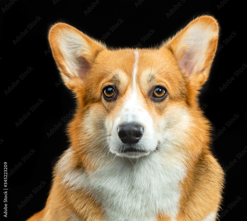 Welsh Corgi Pembroke, red, dog on a black background Welsh Corgi Pembroke, red, dog on a black background