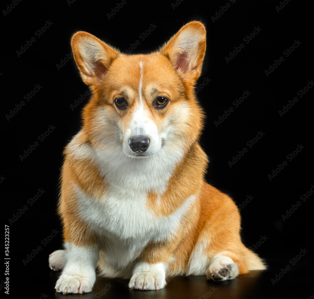 Welsh Corgi Pembroke, red, dog on a black background Welsh Corgi Pembroke, red, dog on a black background