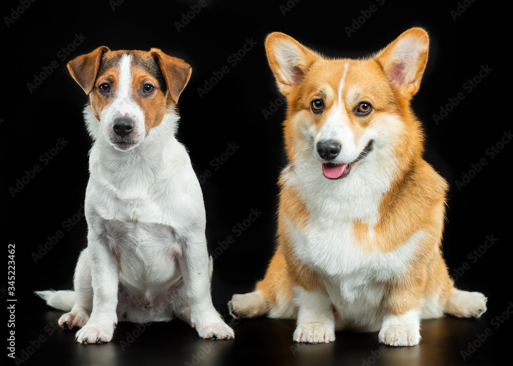 Jack Russell Terrier and Welsh Corgi Pembroke on a black background, studio photography Jack Russell Terrier and Welsh Corgi Pembroke on a black background, studio photography