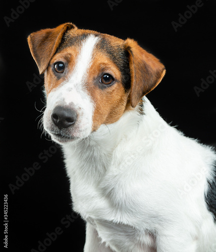 Jack Russell Terrier, dog on a black background © TrapezaStudio