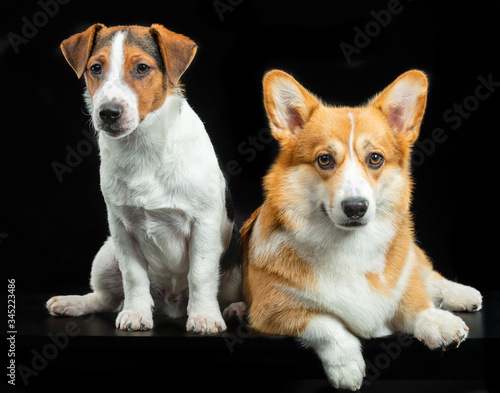 Jack Russell Terrier and Welsh Corgi Pembroke on a black background, studio photography