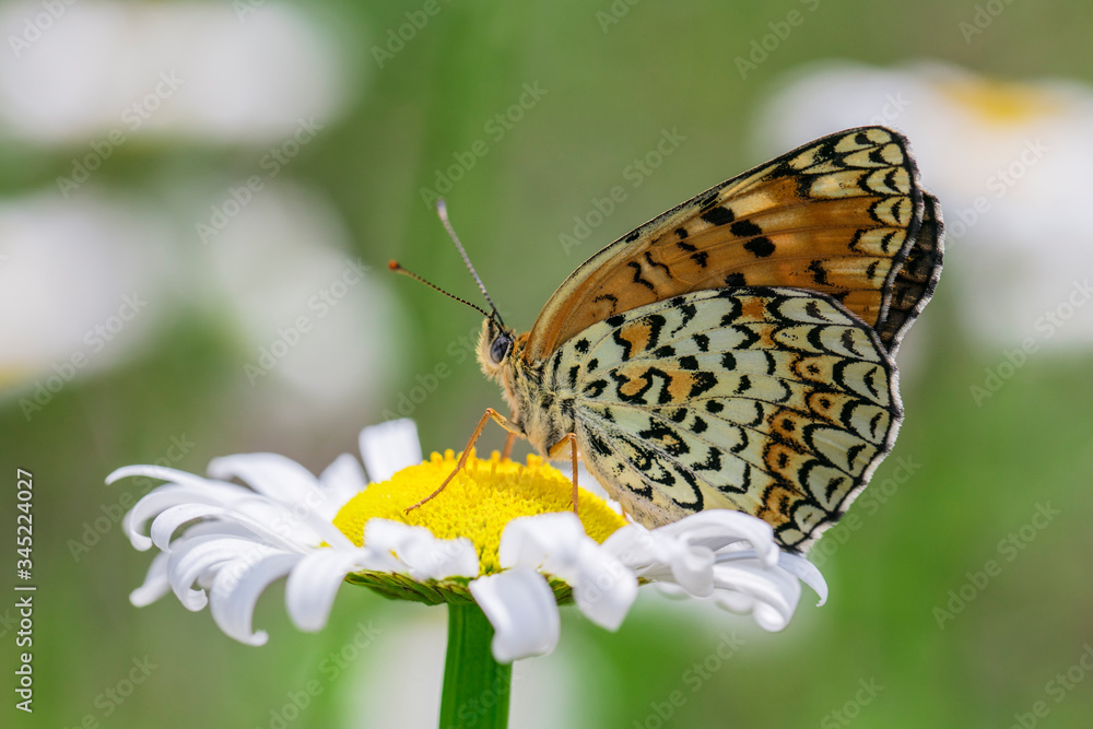 Obraz premium 암어리표범나비