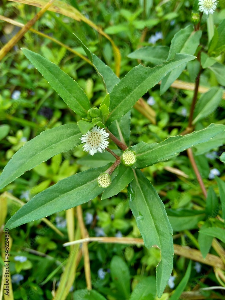 alba, antidote, asteraceae, ayurveda, ayurvedic, ayurvedic herbs, beautiful, bhringraj, daisy, dye, eclipta, eclipta alba, eclipta prostrata, ecliptae, false daisy, flower, fresh, garden, green, herb, alba, antidote, asteraceae, ayurveda, ayurvedic, ayurvedic herbs, beautiful, bhringraj, daisy, dye, eclipta, eclipta alba, eclipta prostrata, ecliptae, false daisy, flower, fresh, garden, green, herb,