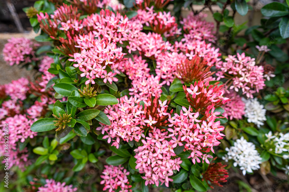 Beautiful blossom pink Ixora coccinea
flower it garden. Summer Background. Beautiful blossom pink Ixora coccinea
flower it garden. Summer Background.