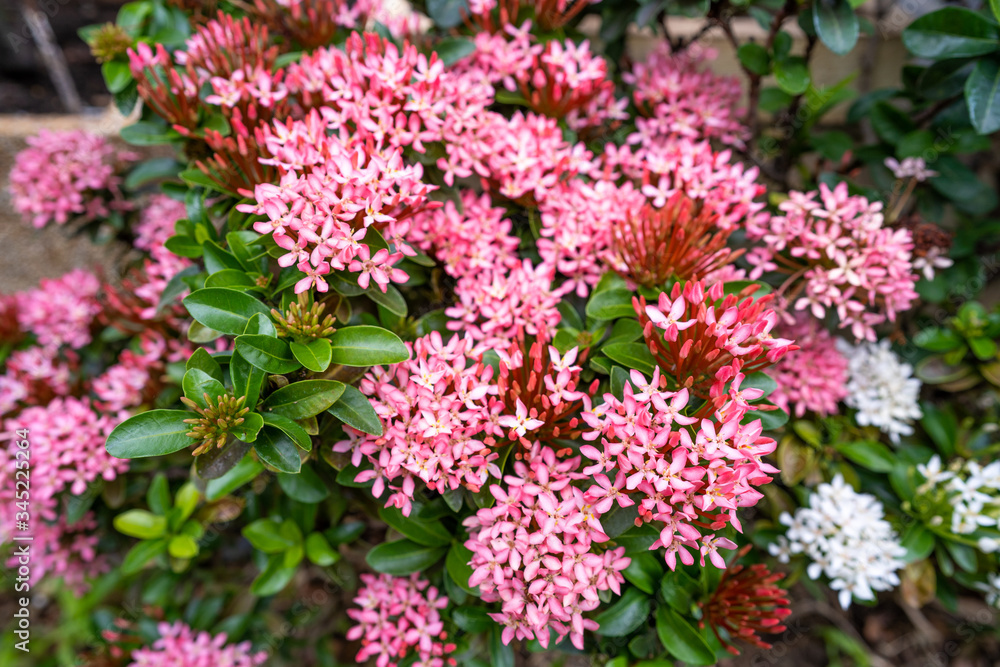 Beautiful blossom pink Ixora coccinea
flower it garden. Summer Background.