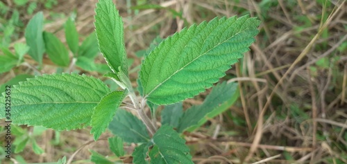 Wallpaper Mural green tea leaves Torontodigital.ca