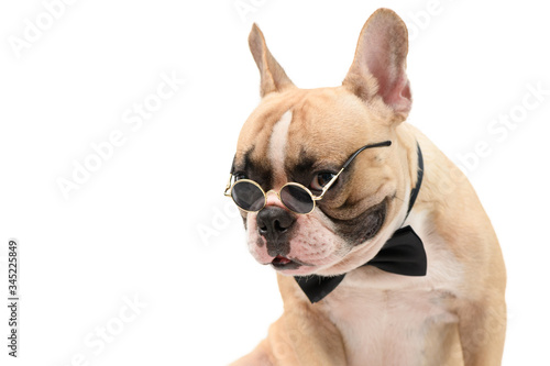 Fototapeta Naklejka Na Ścianę i Meble -  portrait of cute brown french bulldog wear sunglasses