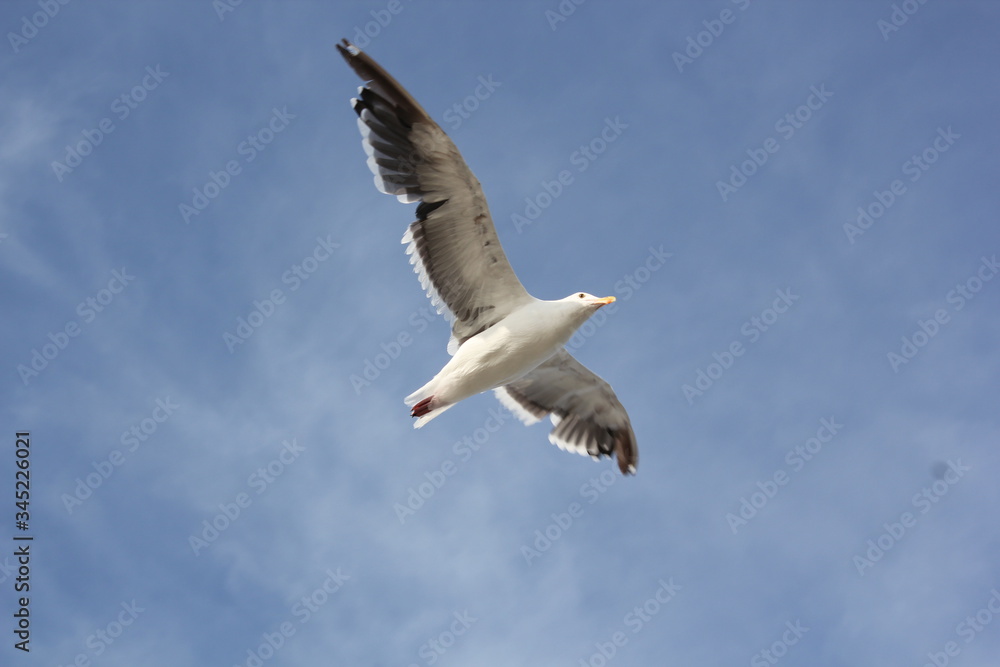 Seagull in the sky Seagull in the sky