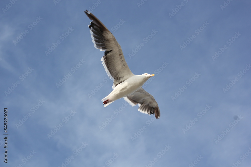 Seagull in the sky