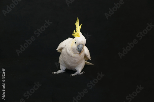 Sulphur Crested Cockatoo isolated on black.
 photo