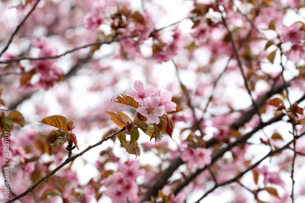 Apricot blossom. sakura Apricot blossom. sakura