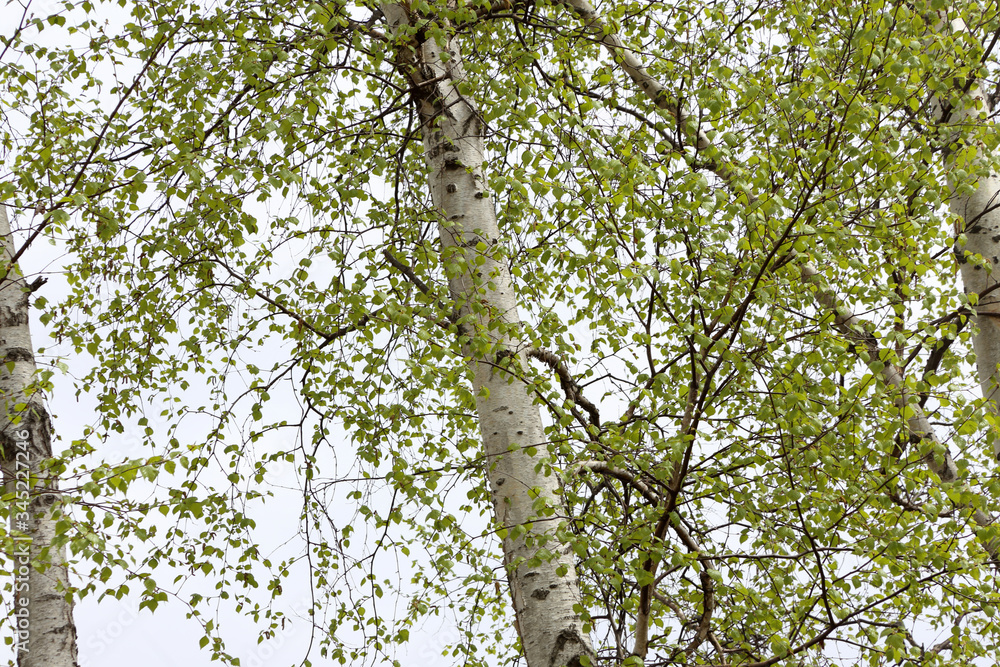 Fototapeta premium Birch