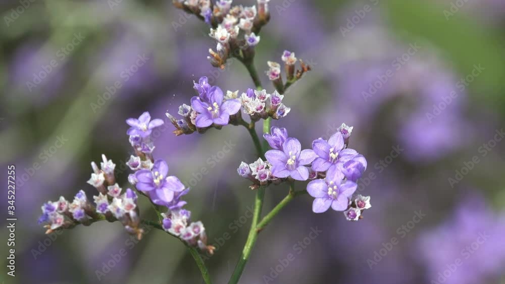 Purple wildflowers with five petals swaying in the wind among a wild field Purple wildflowers with five petals swaying in the wind among a wild field