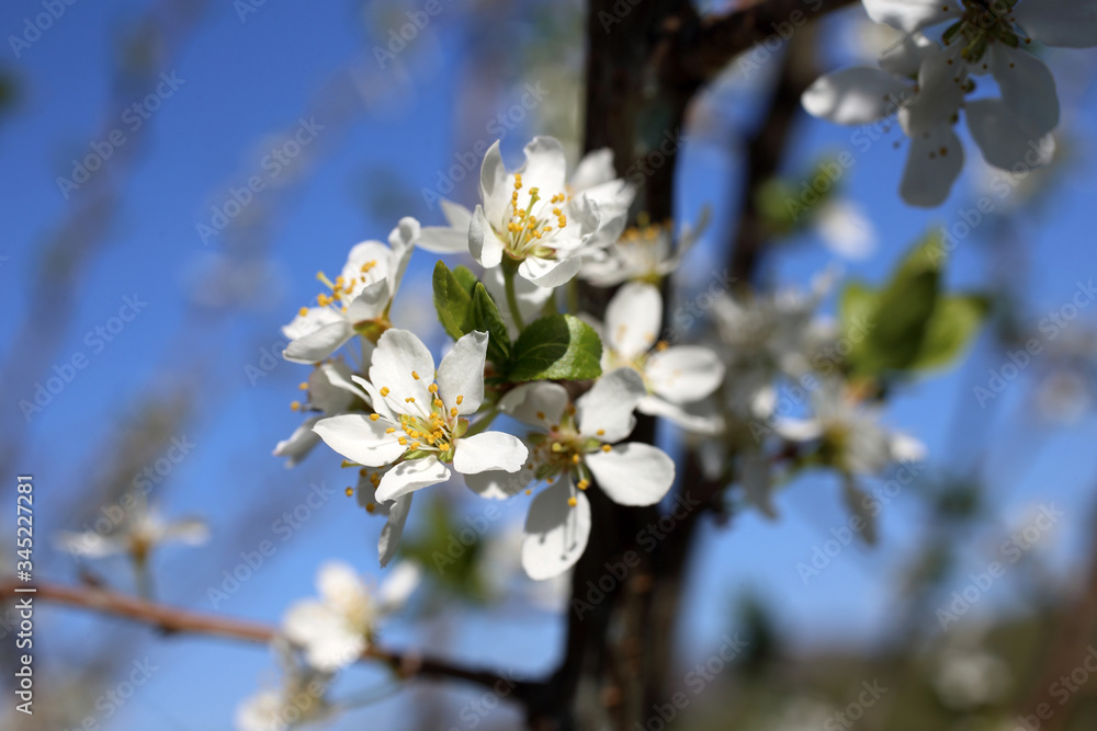 Plum blossom Plum blossom