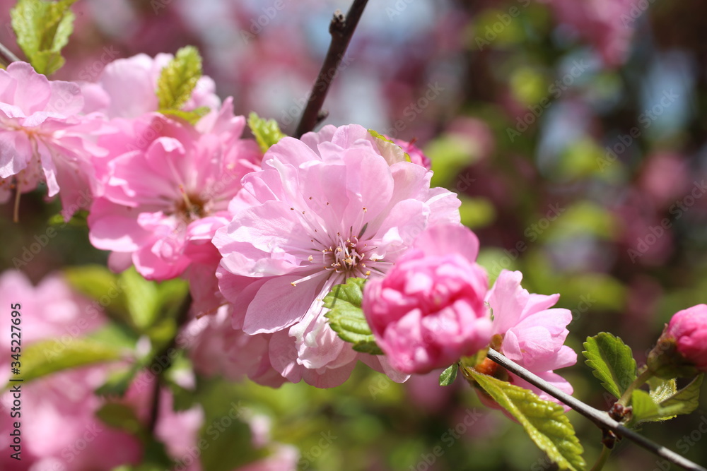 Obraz premium Japanese cherry. Sakura