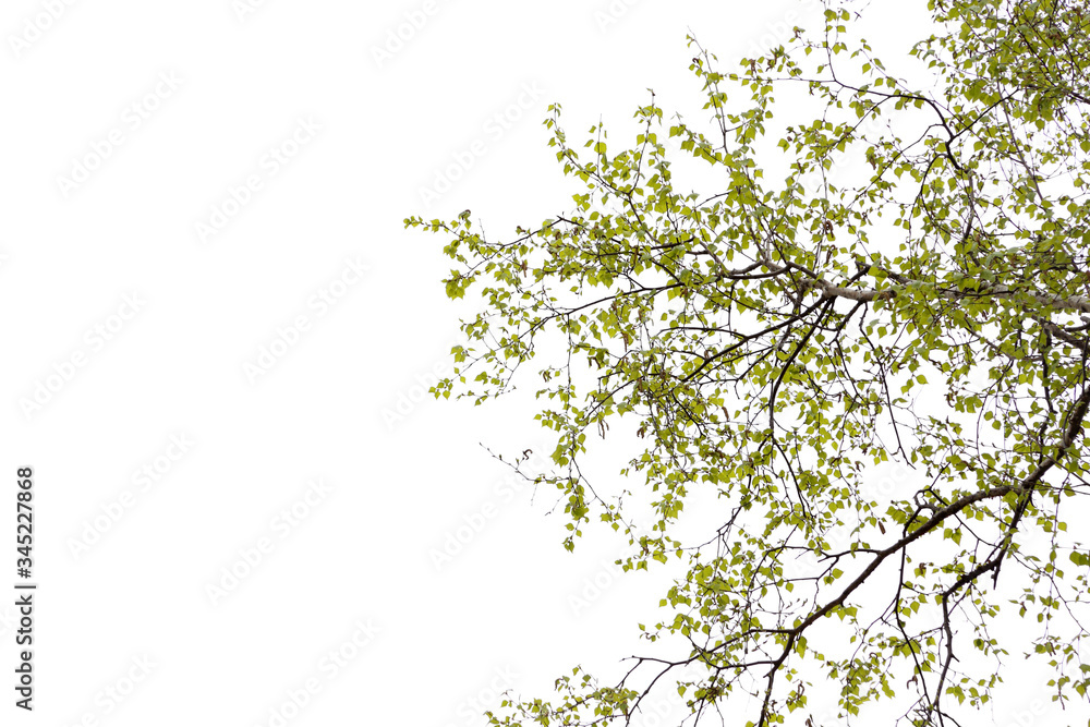 Birch Birch