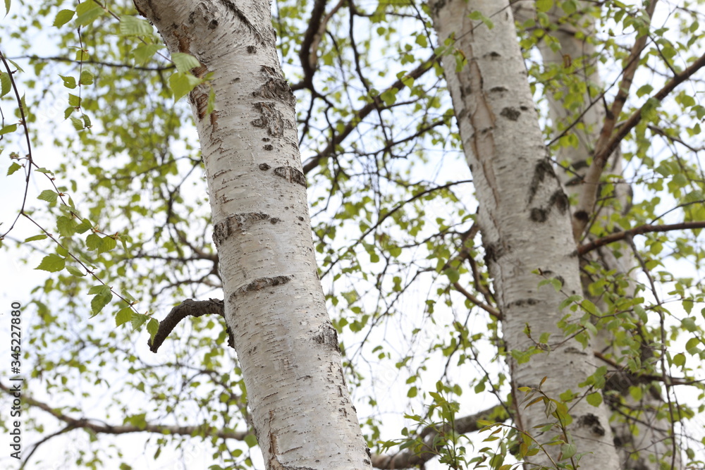 Birch Birch