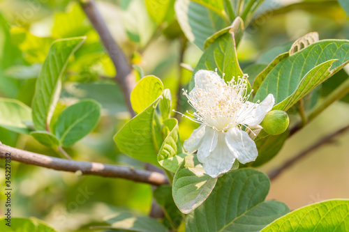 Guava flower in bloom.
