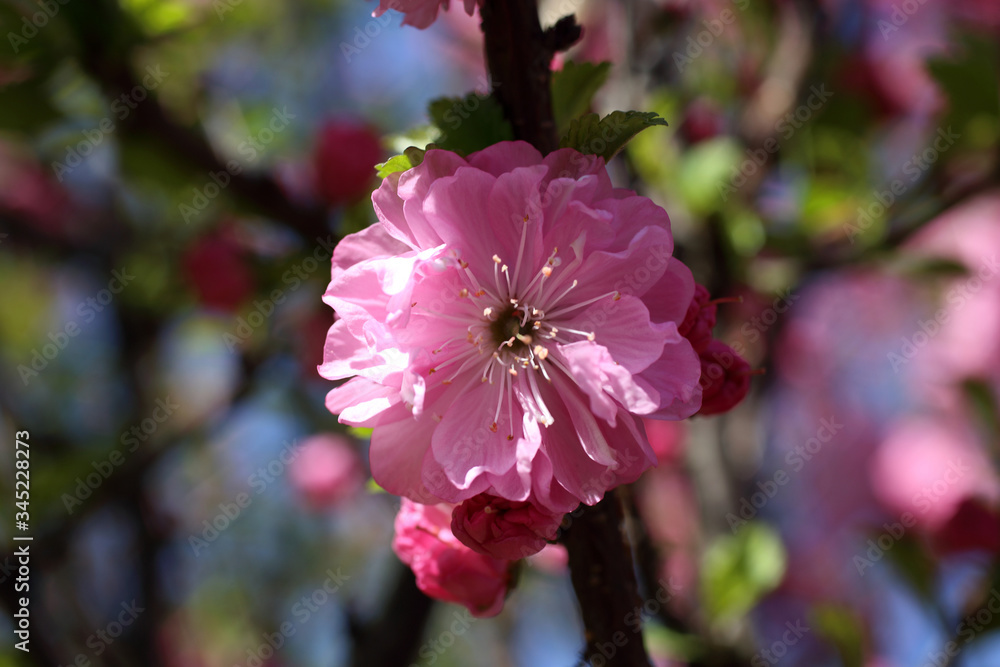 Japanese cherry. Sakura Japanese cherry. Sakura