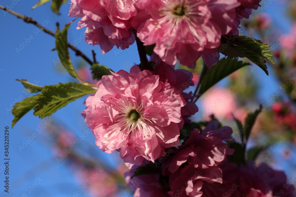 Obraz premium Japanese cherry. Sakura