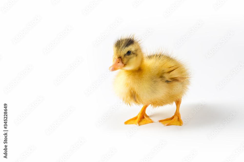 yellow duckling closeup isolated yellow duckling closeup isolated