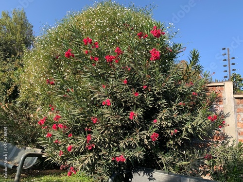 flowers in the garden