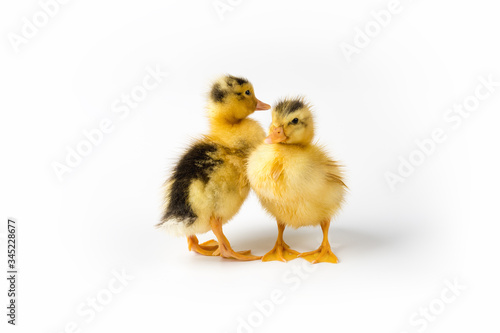 two little ducks closeup isolated