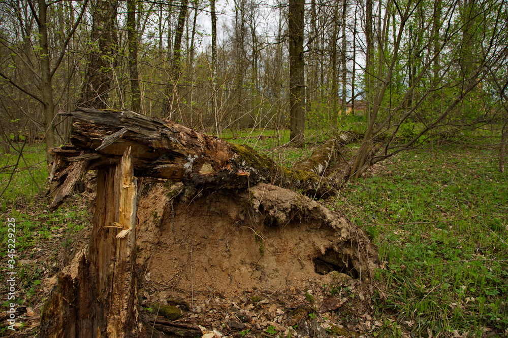 Fallen birch tree. Trees are dying young. Fallen birch tree. Trees are dying young.