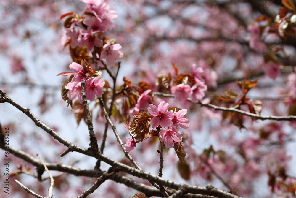 Apricot blossom. Sakura Apricot blossom. Sakura
