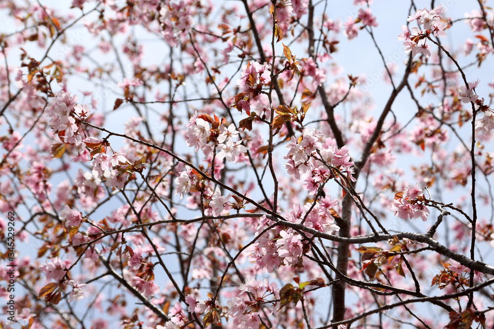 Apricot blossom. Sakura Apricot blossom. Sakura