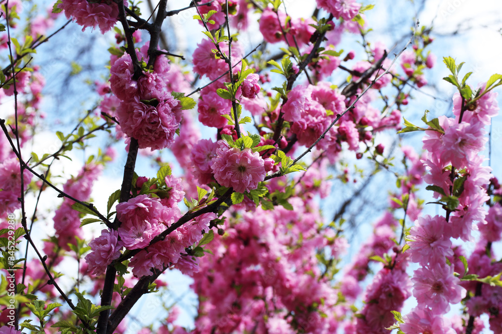 Japanese cherry. Sakura