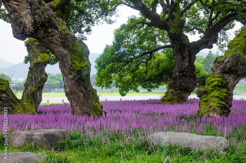 왕버들과 맥문도