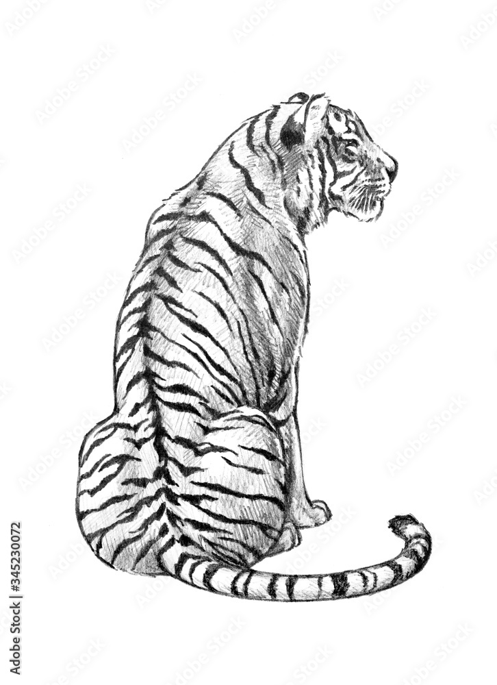 Tiger illustration, hand drawn tiger from the back showing striped fur and tail, strong powerful animal sketch, cat or feline drawing Tiger illustration, hand drawn tiger from the back showing striped fur and tail, strong powerful animal sketch, cat or feline drawing