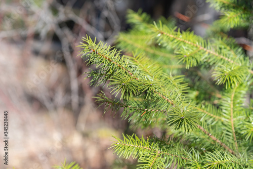 Close-up of young fir tree branches in springtime woodland in Okanagan Valley