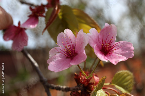 Apricot blossom