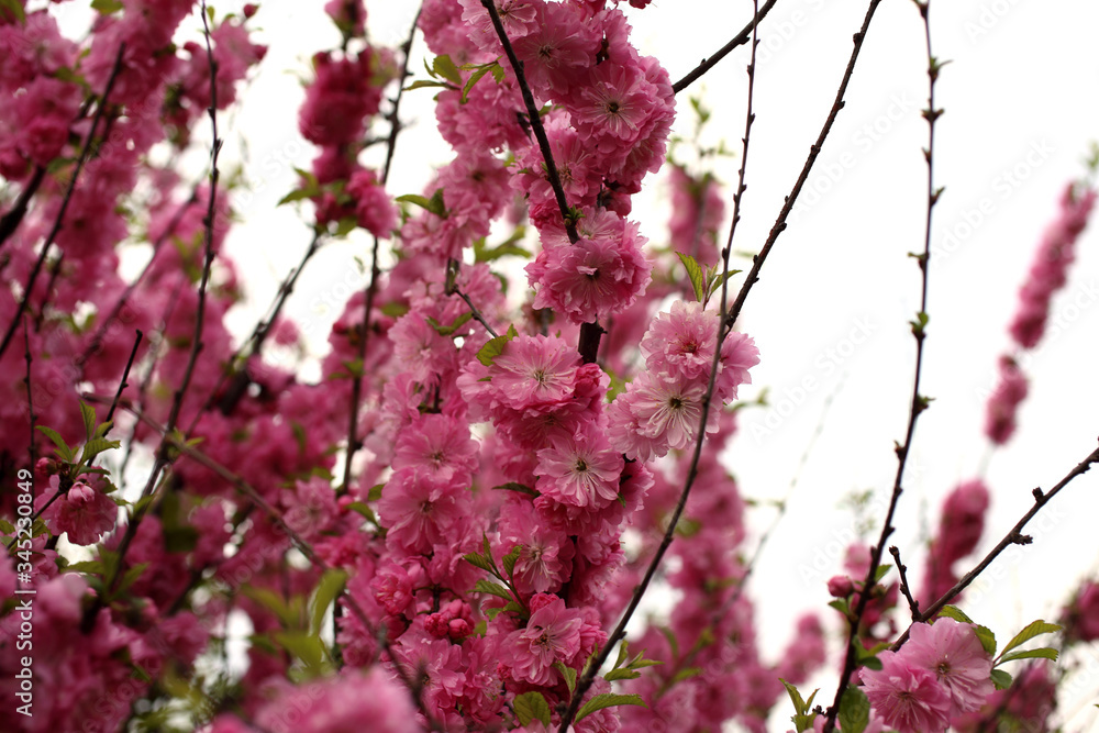 Obraz premium Cherry blossom