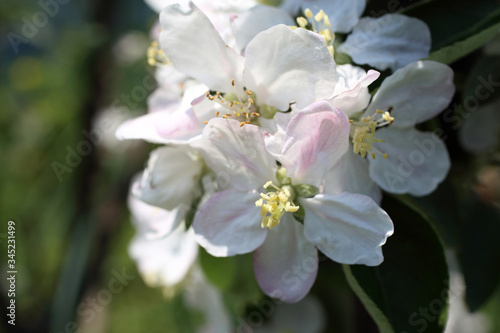 Apple blossom. Spring