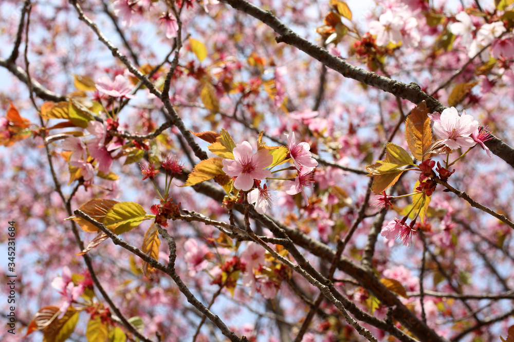 Apricot blossom