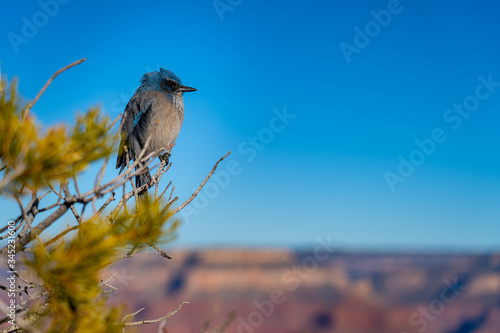 bird on a branch in Grand Canyon 