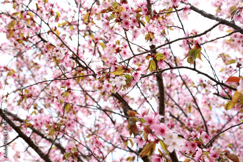 Apricot blossom