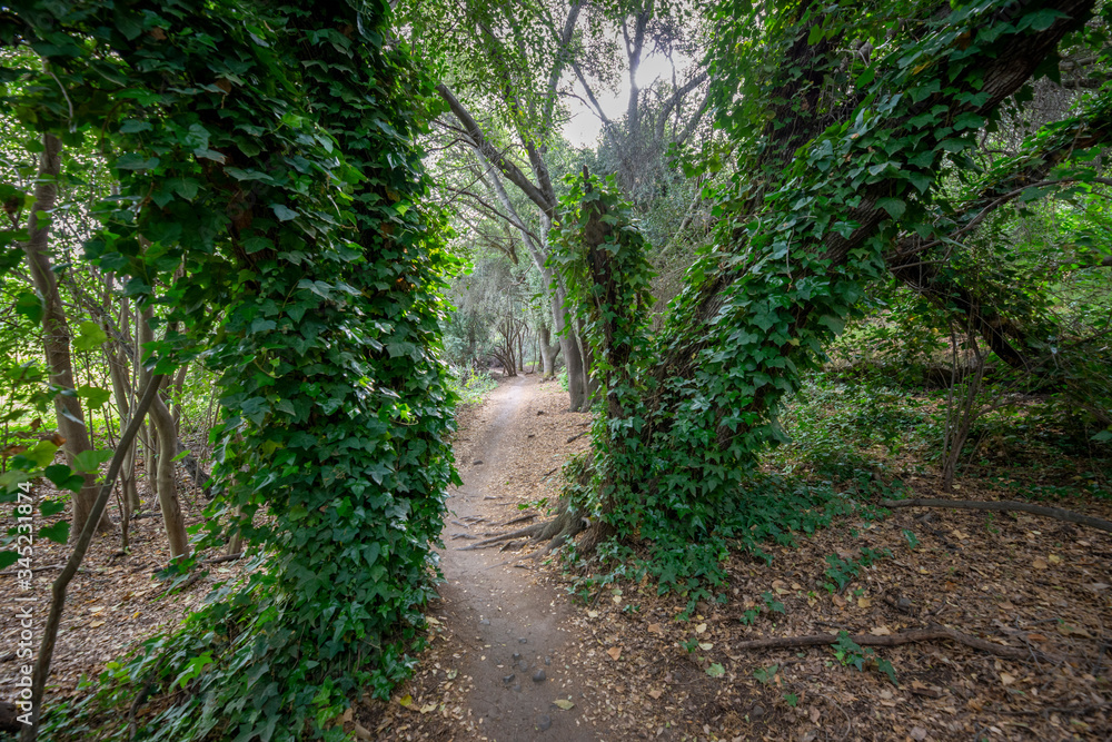 Scenic walking hiking track path passing between trees covered in ivy