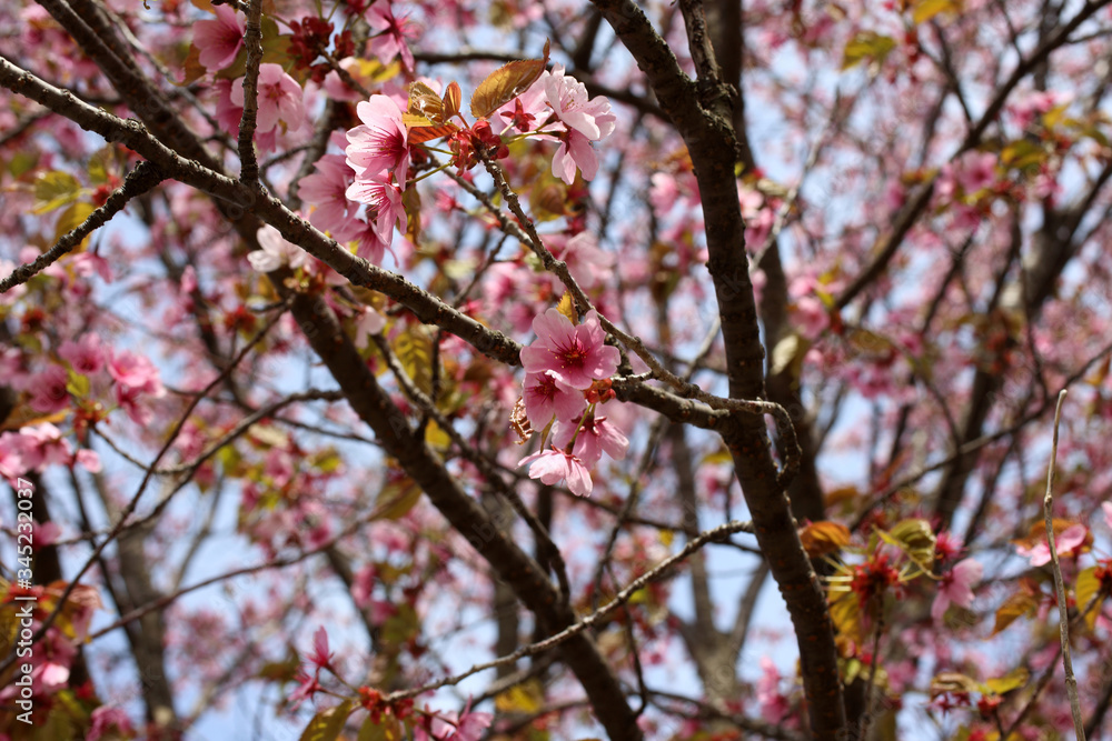 Apricot blossom